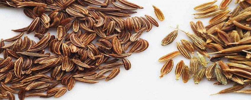 همه چیز درباره‌ی زیره و خواص آن