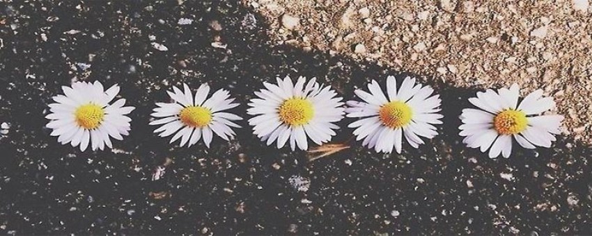 خواص باورنکردنی بابونه