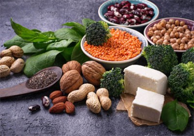 گیاه خواران چگونه منابع پروتئین را دریافت می کنند ؟